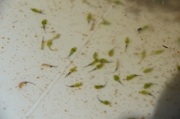 Low predation pressure in combination with plenty of nutrients ensure that fairy shrimp can reach high population densities in temporary pools