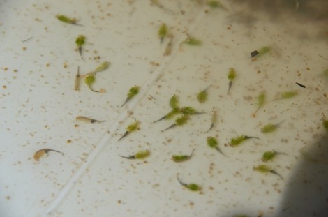 Low predation pressure in combination with plenty of nutrients ensure that fairy shrimp can reach high population densities in temporary pools