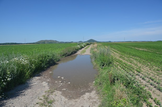 Fairy shrimp wheel track habitat